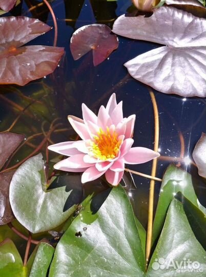 Растения для пруда