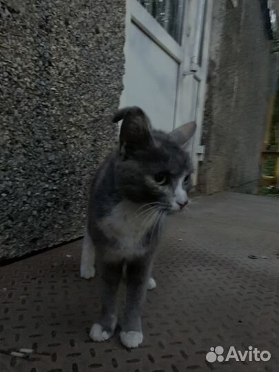 Котёнок ищет дом