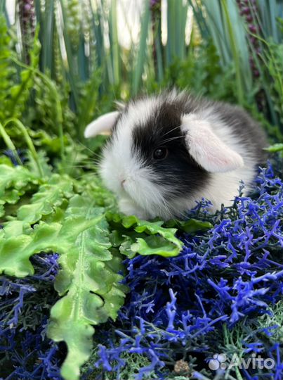 Карликовый кролик