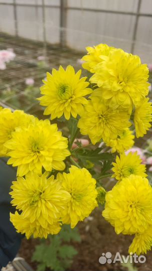 Цветы к 8 марта оптом