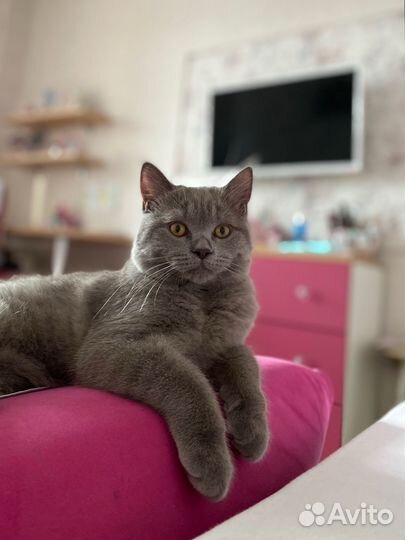 Британский кот на вязку