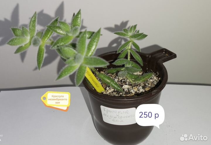 Комнатные растения