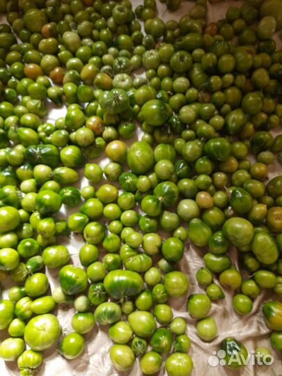 Рассада помидор