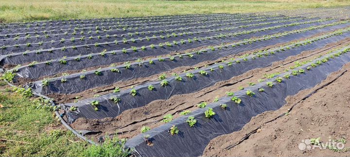 Рассада клубники