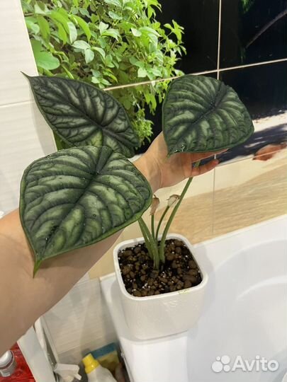 Продам клубни алоказии шкура дракона