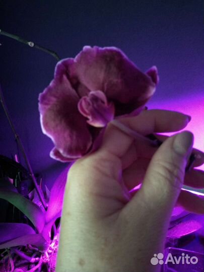 Каменная роза