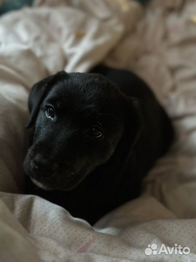 Лабрадор ритривер