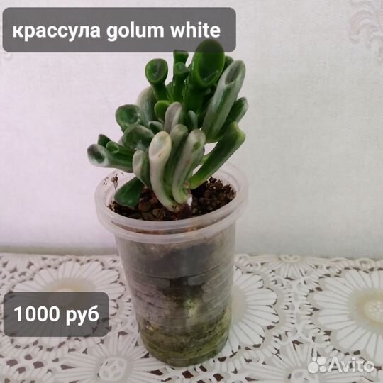 Суккуленты редких сортов