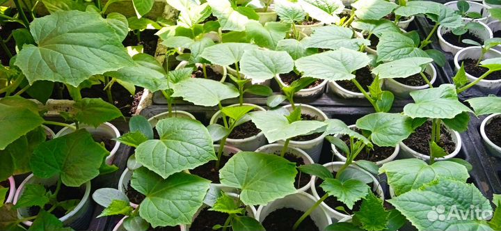 Рассада огурцов