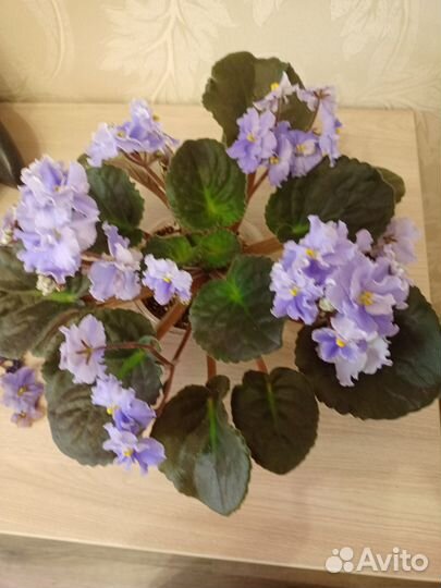 Листочки фиалки