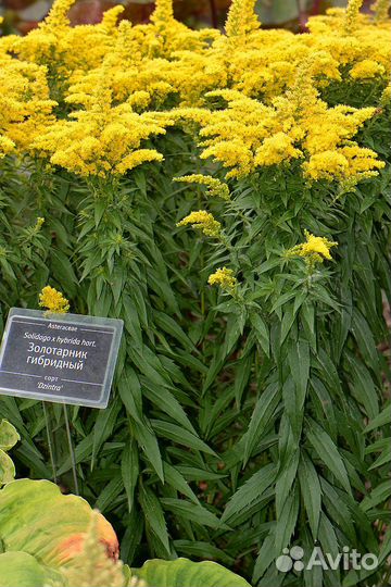 Золотарник гибридный лекарственный, декоративный