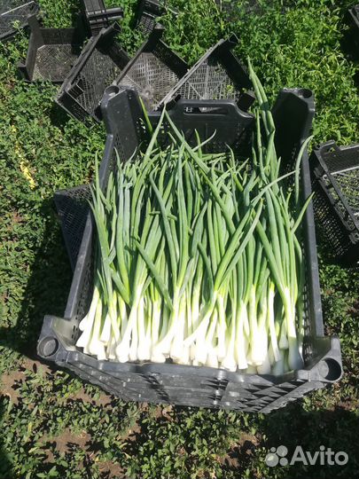 Укроп и зеленый лук от 1 кг
