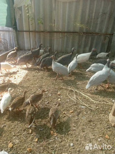 Цыплята цесарки