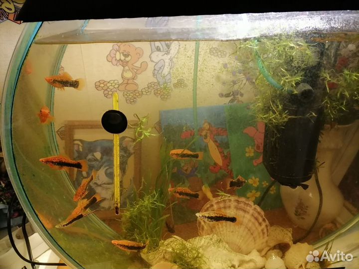 Аквариум