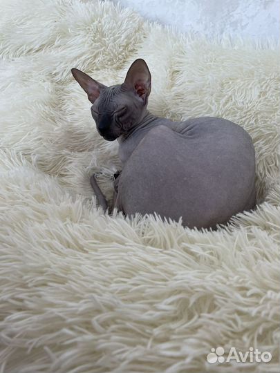 Кошки Донской сфинкс вязка