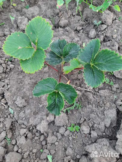 Саженцы клубники