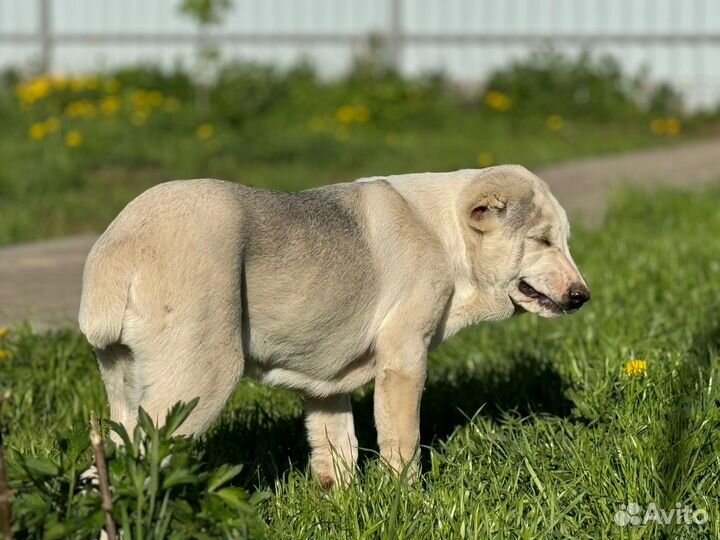 Среднеазиатская овчарка (алабай) с документами