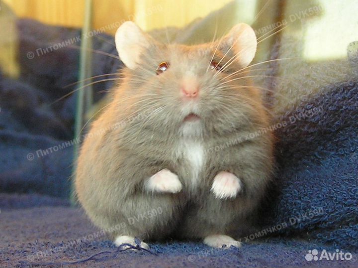 Хомячок с белым галстучком и носочками