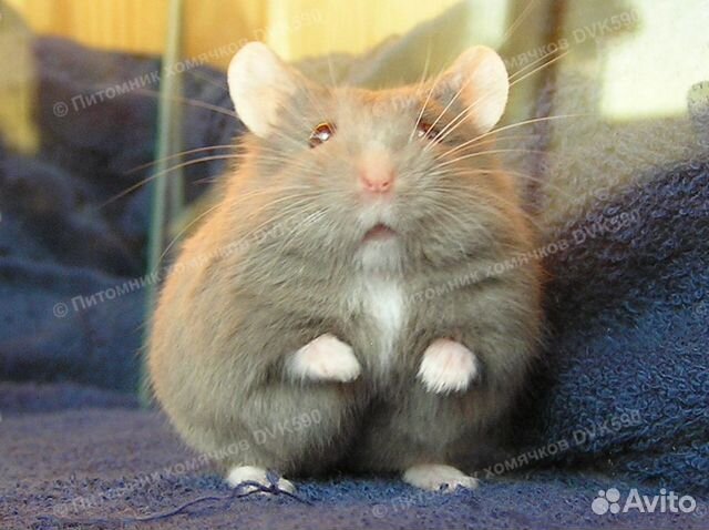 Хомячок с белым галстучком и носочками