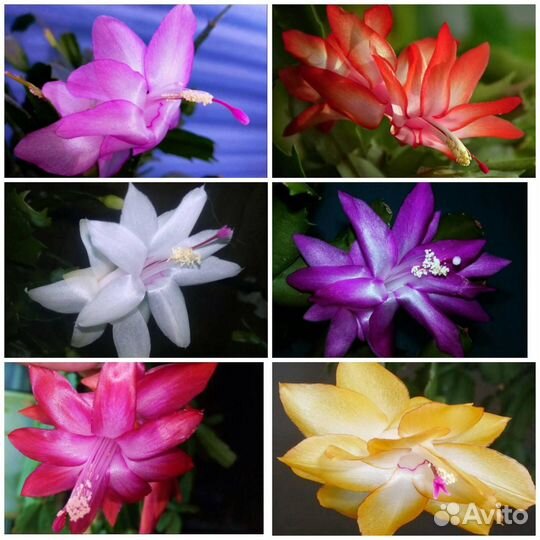 Шлюмбергеры почтой