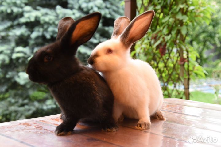 Кролики полтавское серебро и Калифорнийцы