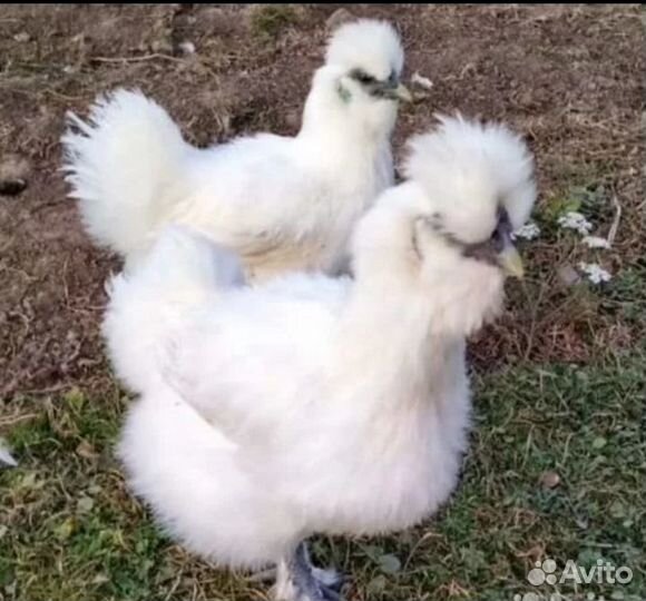 Китайский шелковый петушок. Индоутки