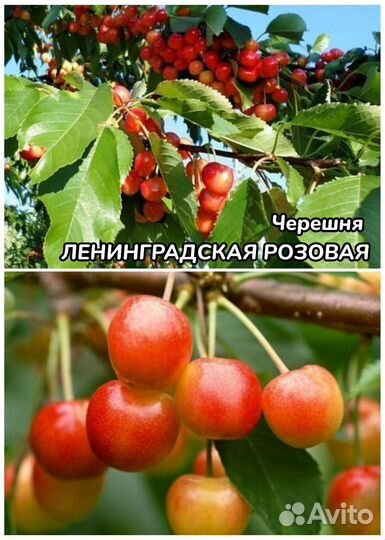 Черевишня, чер.Узбечка, Ленинградская розовая