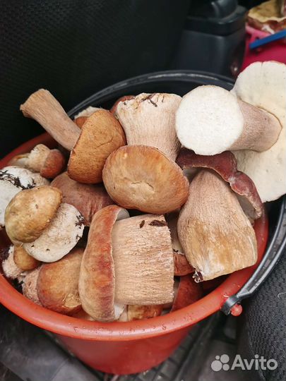 Грибы белые, маслята, лисички