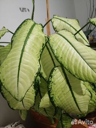 Диффенбахия