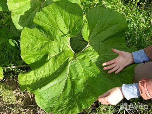 Многолетник белокопытник