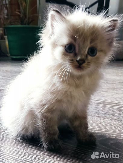 Котёнок девочка