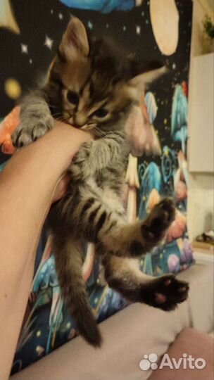 Кошечка помесь мейн-куна