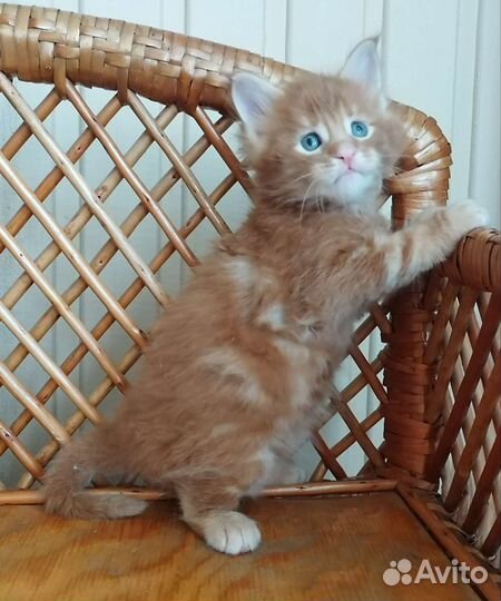 Котята мейн кун