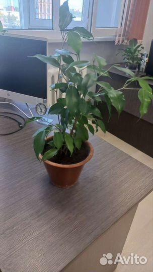 Фикус бенджамина большой