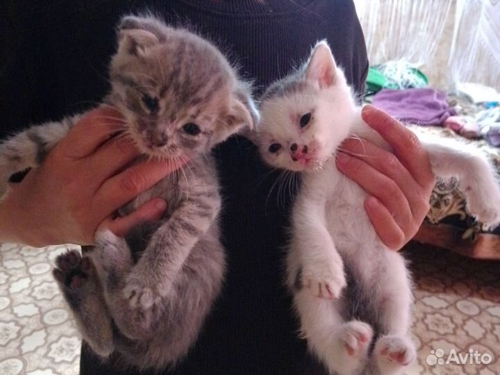 Котики бесплатно в добрые руки