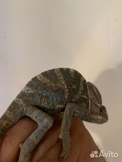 Йеменский хамелеон