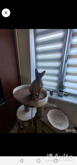 Кот сфинкс