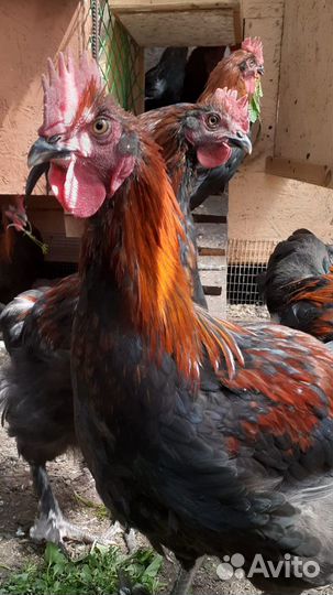 Петухи чёрно-медного марана