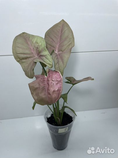 Сингониум ред харт