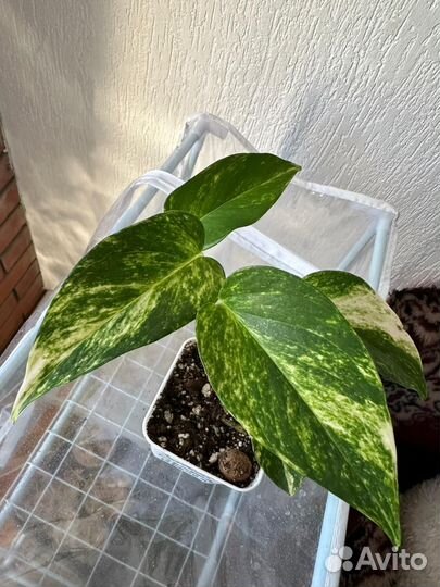 Сциндапсус золотистый