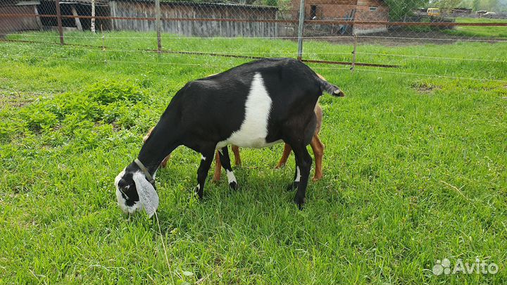 Англо-нубийская коза