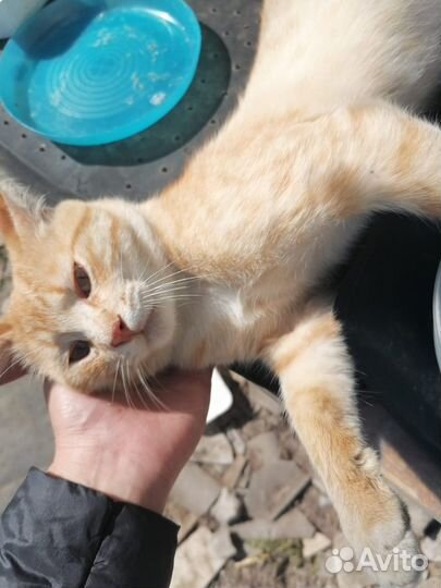 Кот в добрые руки