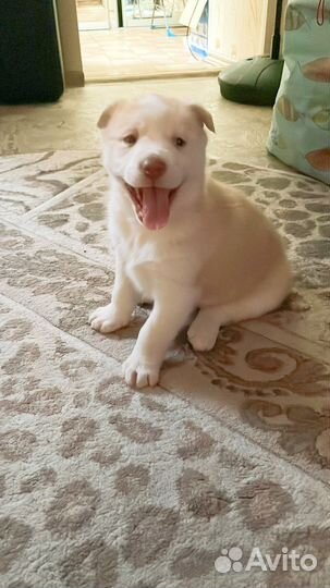 Отдам в хорошие и добрые руки