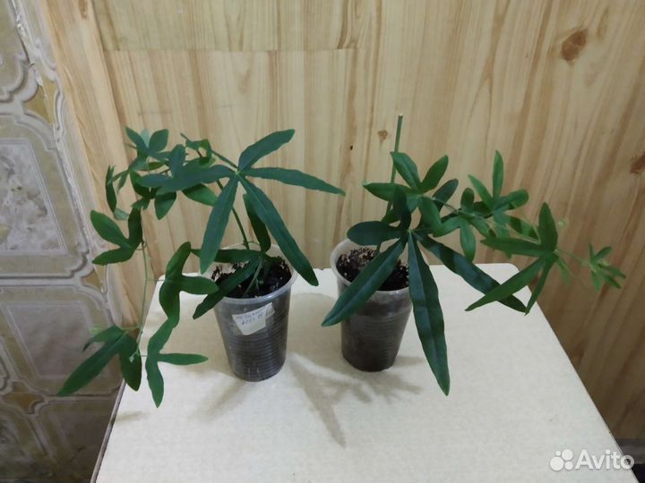 Пассифлора (маракуя)