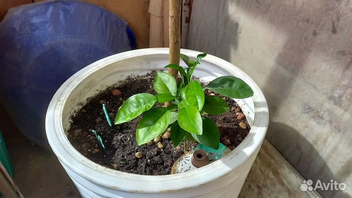 Росток помело