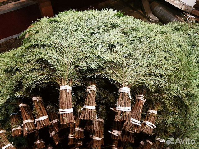 Пихтовые веники для бани