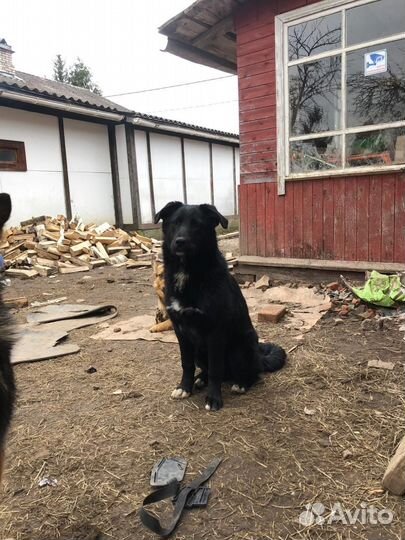 Щенки в добрые руки