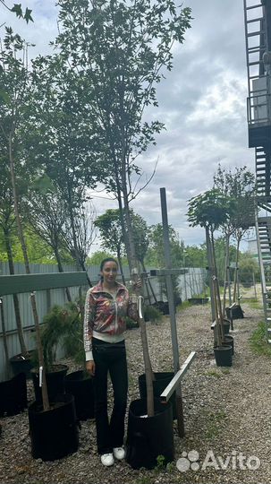 Клен Сахаристый Серебристый