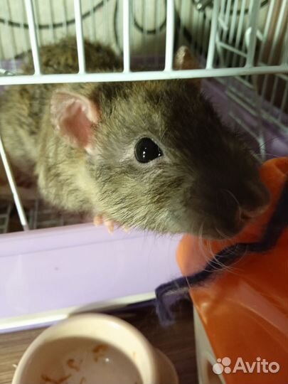 Отдам крысу