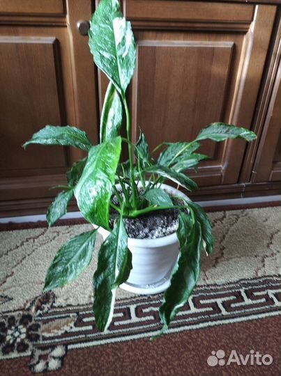 Комнатные цветы Аглаонема